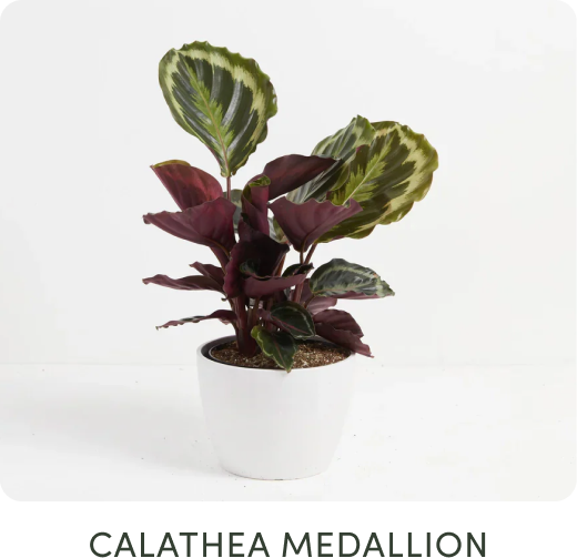 Calathea Medallion