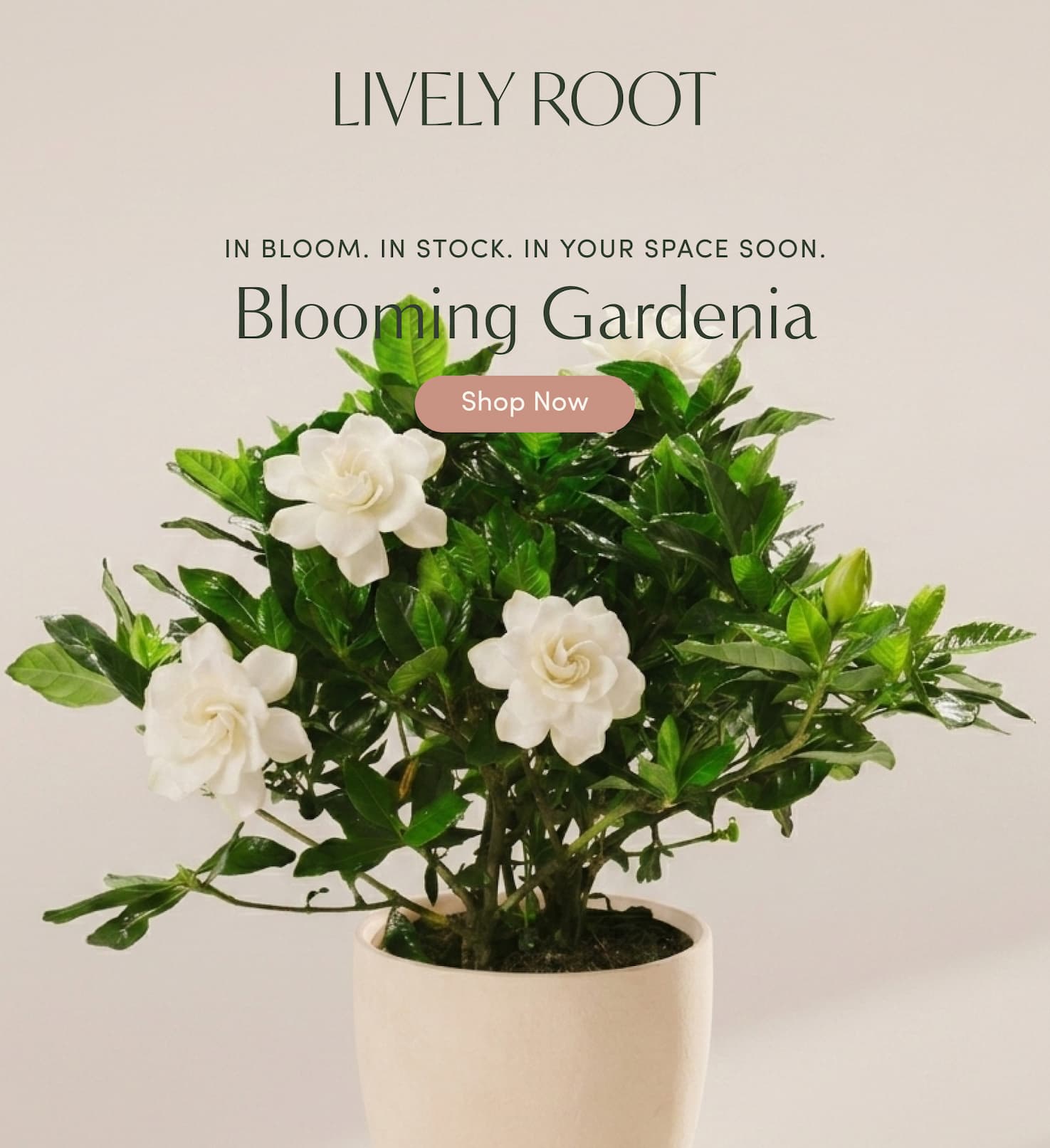 Blooming Gardenia Back in Stock
