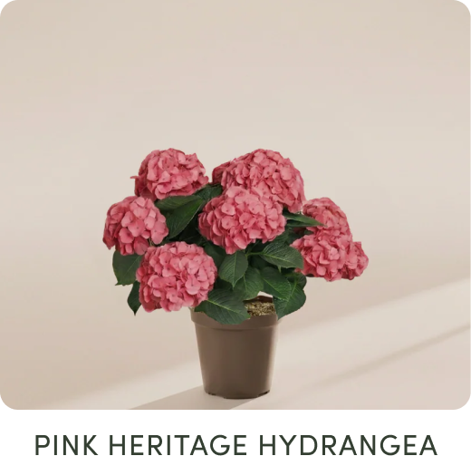 Pink heritage hydrangea