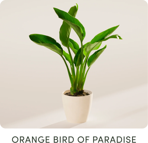Orange bird of Paradise