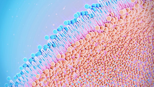 A coloured 3D illustration of the cell membrane.