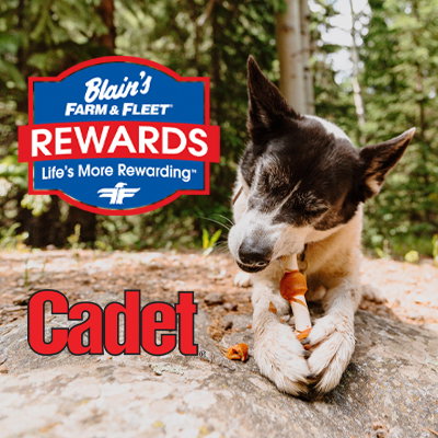 Image of dog chewing a bone with Cadet logo and Blain's Rewards logo
