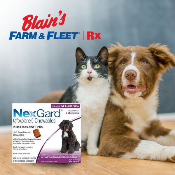 Image of a dog and cat wearing flea and tick collars on