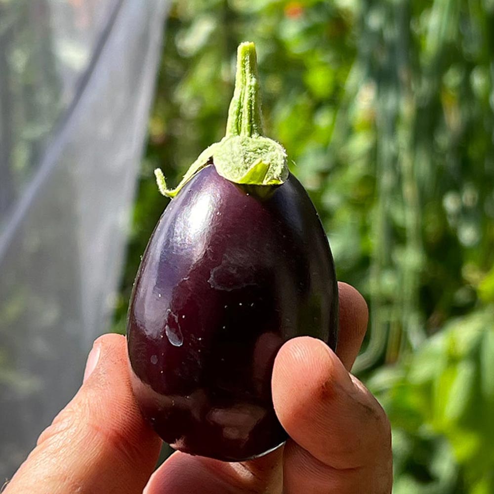 Aubergine 'Baby Black Jack'
