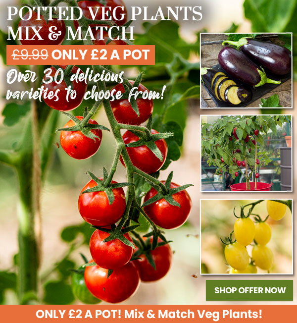 Potted Veg Plants Mix & Match