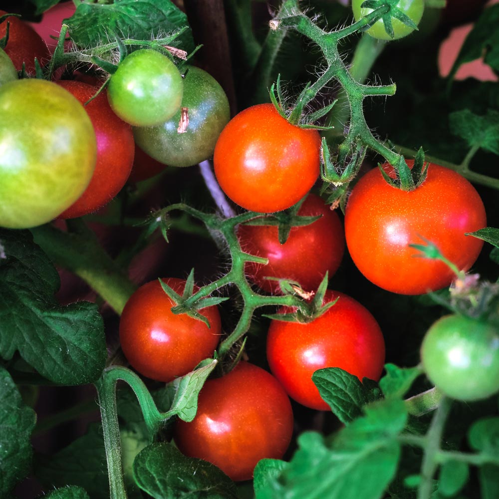 Tomato 'Ponchi-re'