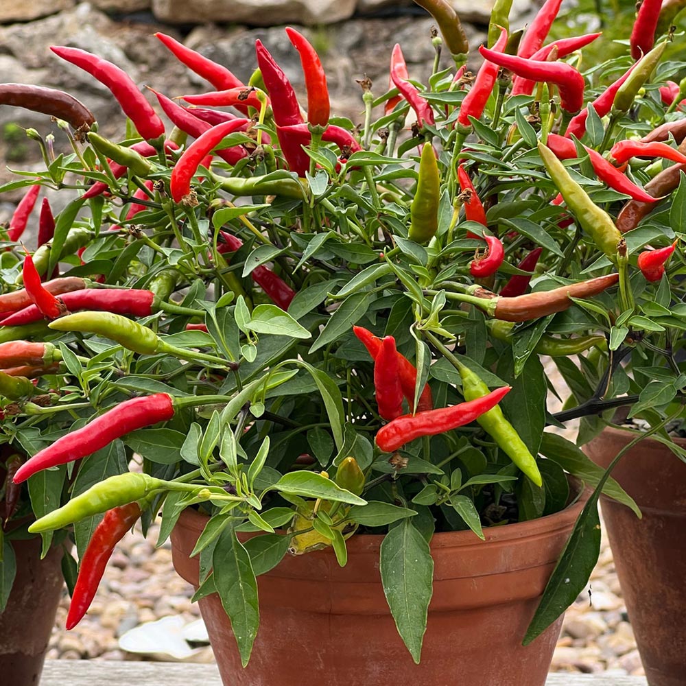Chilli Pepper 'Quick Fire'