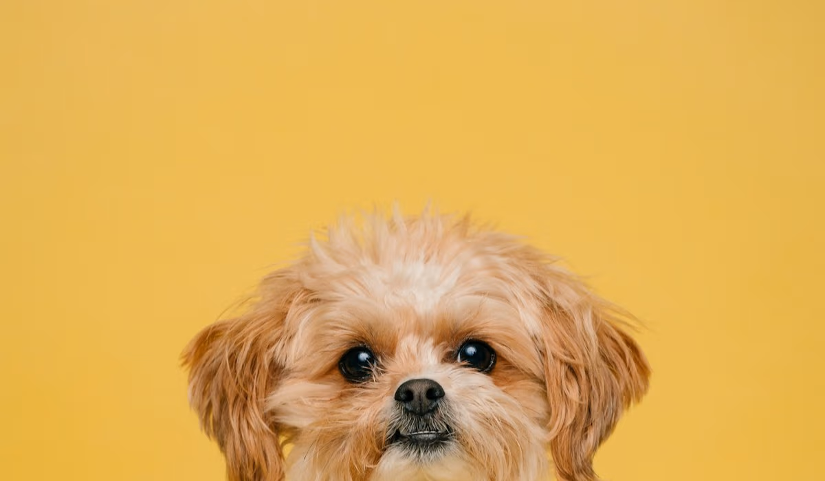 A small dog on a Dutch yellow background.