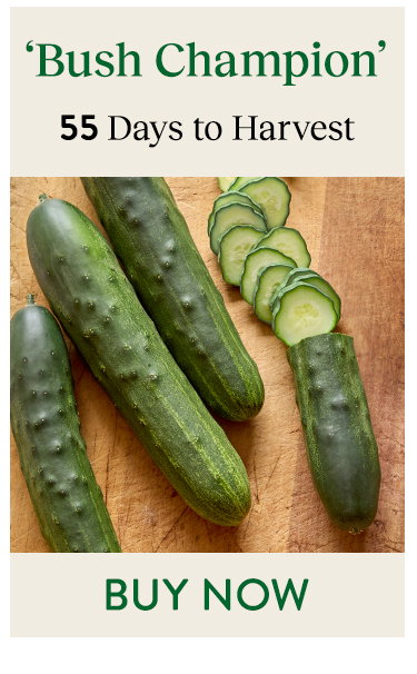 Bush Champion, Cucumber