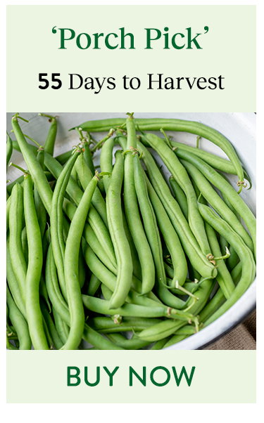 Porch Pick, Bush Bean