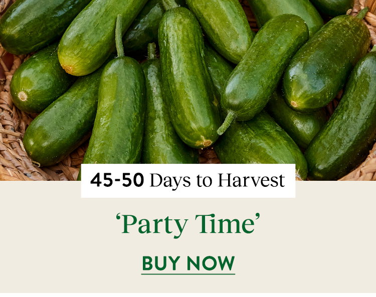 Cucumber, Mini, Party Time Hybrid