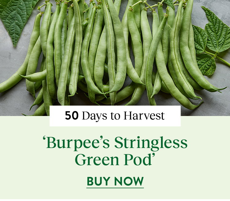Burpee Stringless Green Pod, Bush Bean