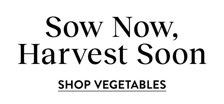 Vegetable Seeds Ready to Sow Now