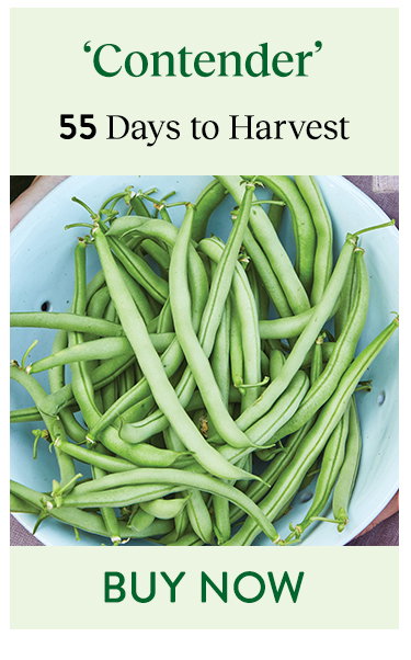 Contender, Bush Bean