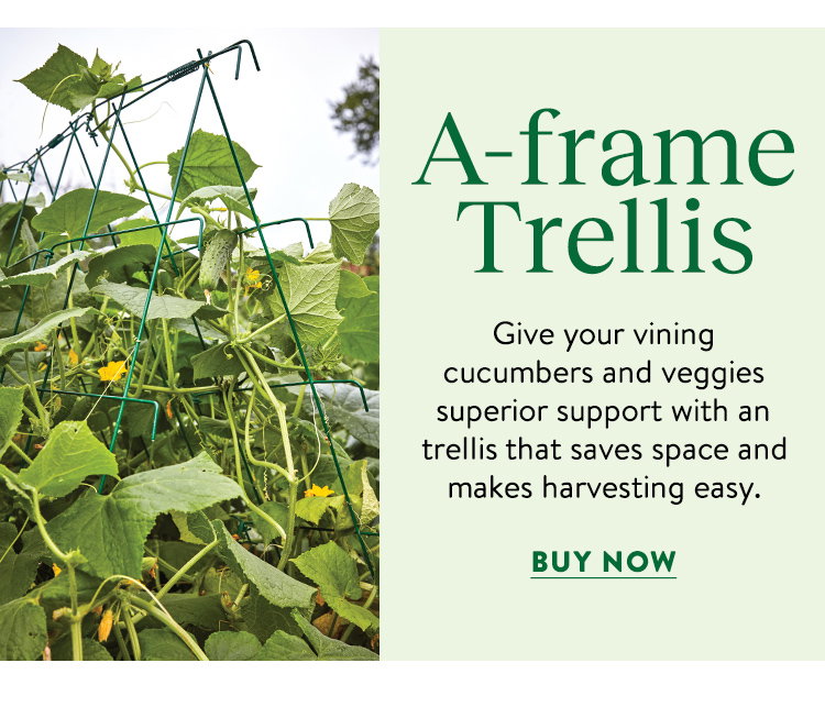 Squash and Cucumber A-Frame