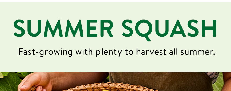 Summer Squash Seeds