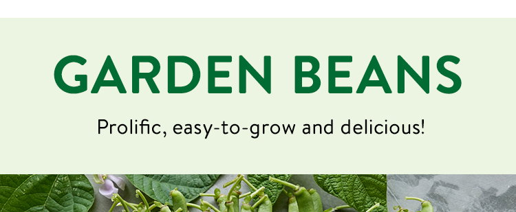 Bean Seeds