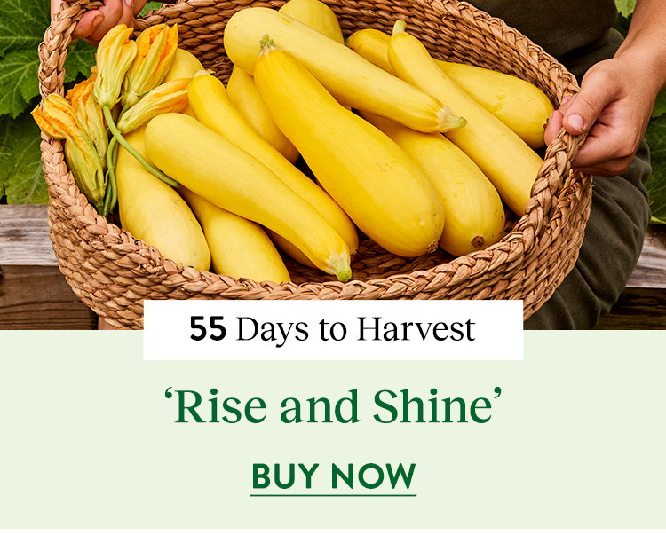 Rise and Shine, Summer Squash