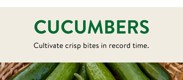 Cucumber Seeds