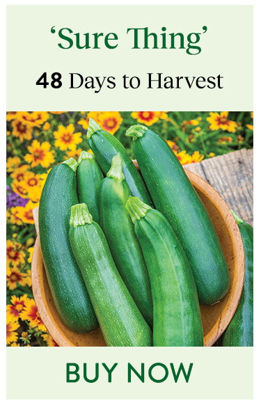 Sure Thing Hybrid, Squash
