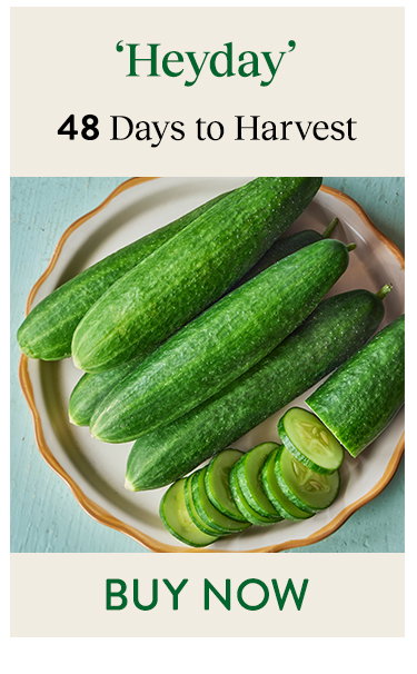 Heyday, Cucumber