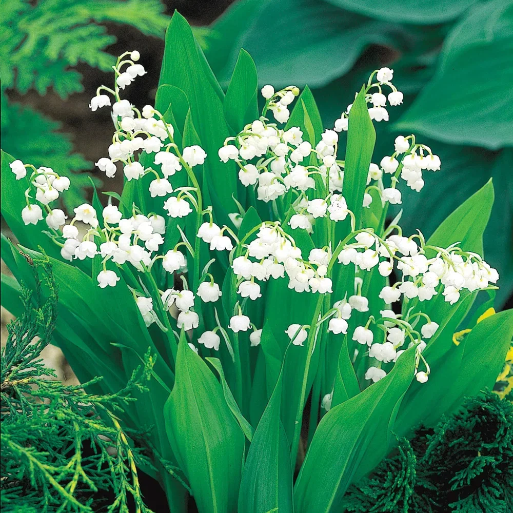 Convallaria majalis (Lily-of-the-Valley)