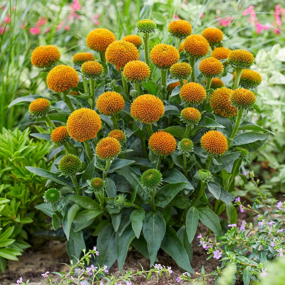 Coneflower Drumstick Yellow
