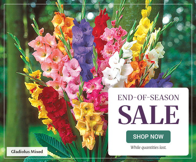End of season sale