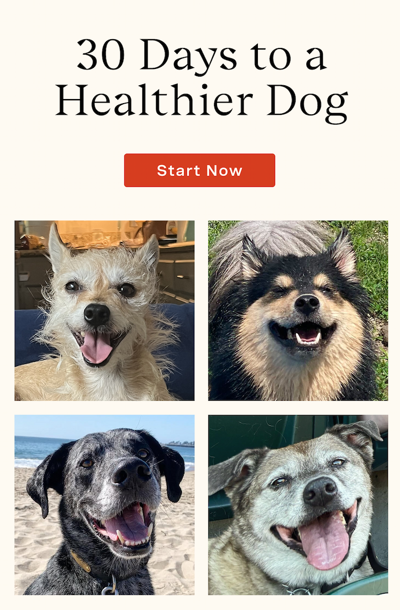 30 Days to a Healthier Dog