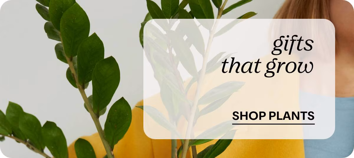 gifts that grow - SHOP PLANTS »