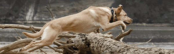 Retriever