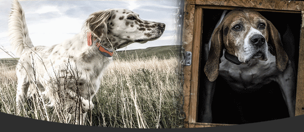 Pointer and Hound