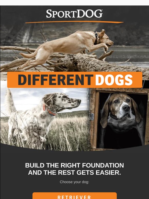 Start Your Young Dog Right