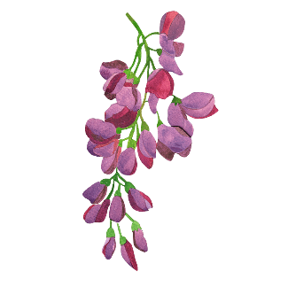 Wisteria