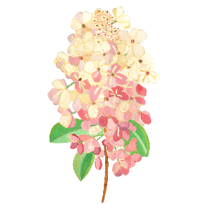 Hydrangea