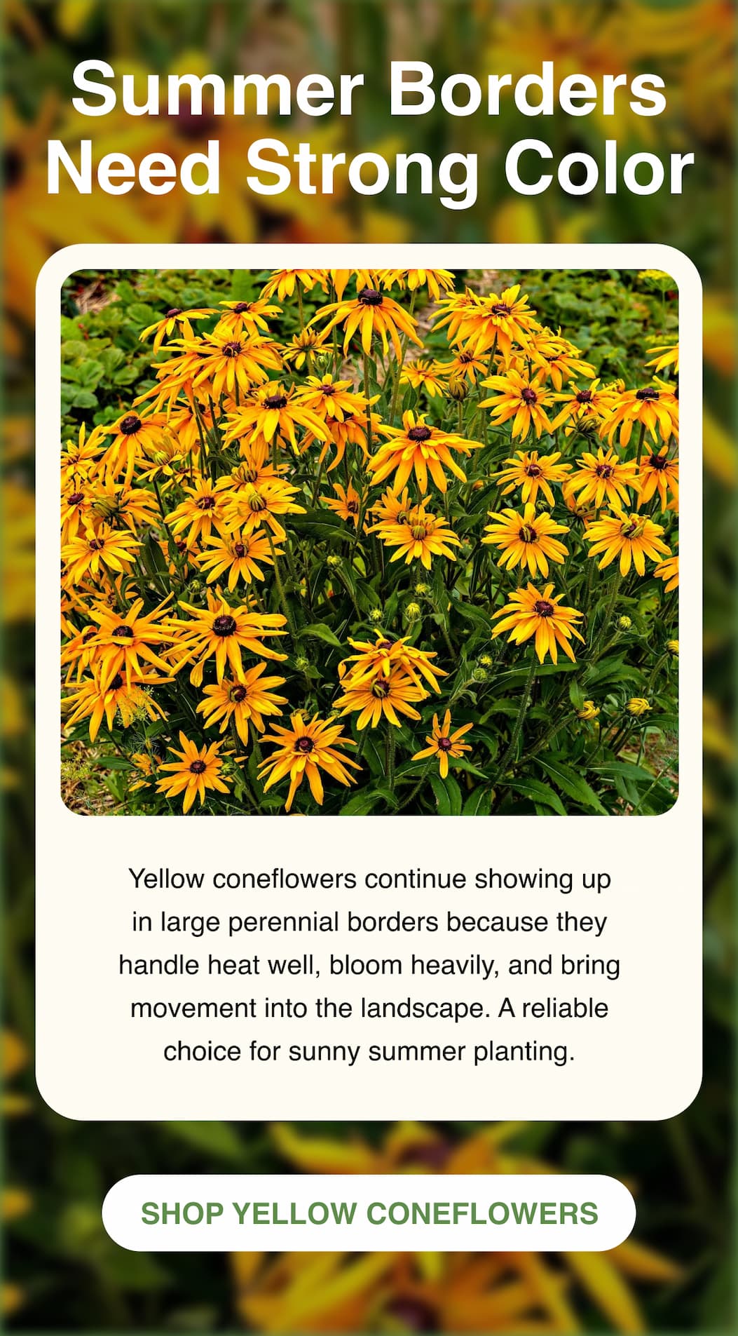Yellow coneflower