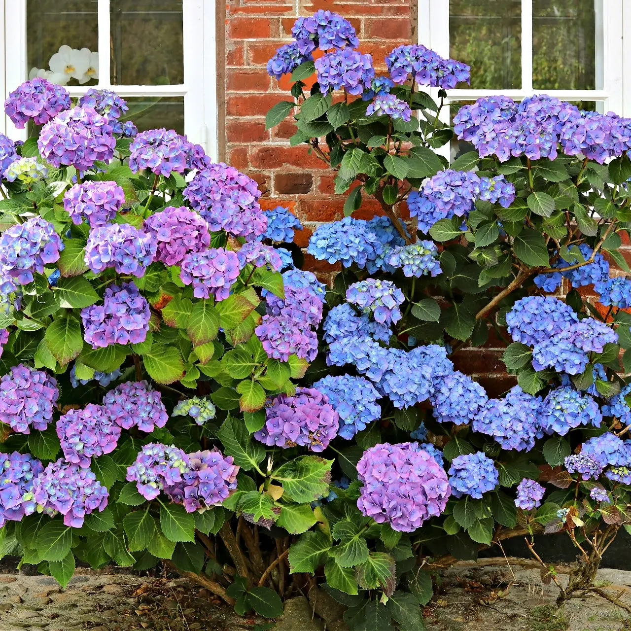 Image of Nikko Blue Hydrangea Shrub
