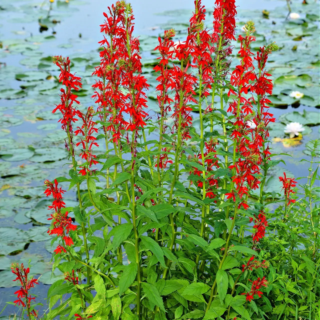 Image of Red Cardinal Flower