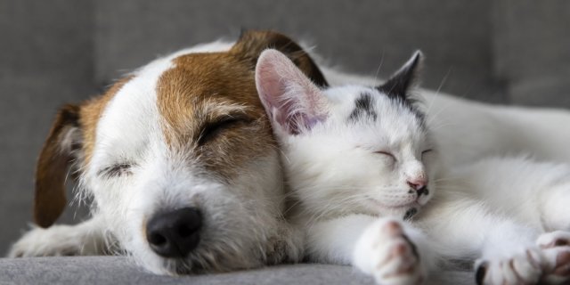 prénoms chiens chats 2025 France