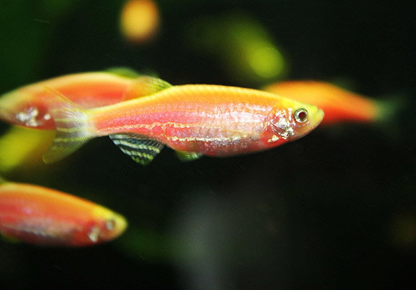 A group of zebrafish swimming in an aquarium.