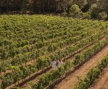 Couple walking hand in hand through a vineyard.