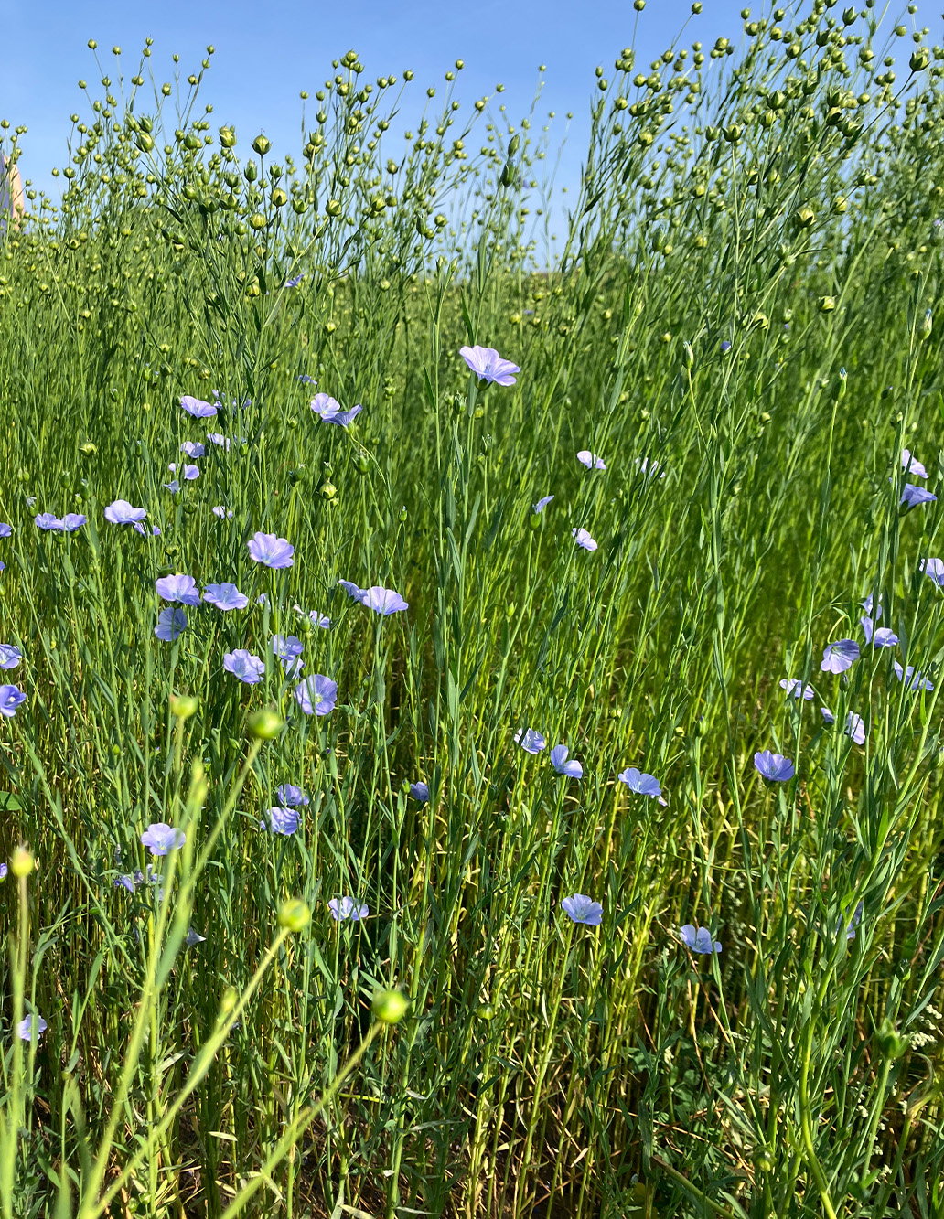 Wild flax flowers and tall green linen crops