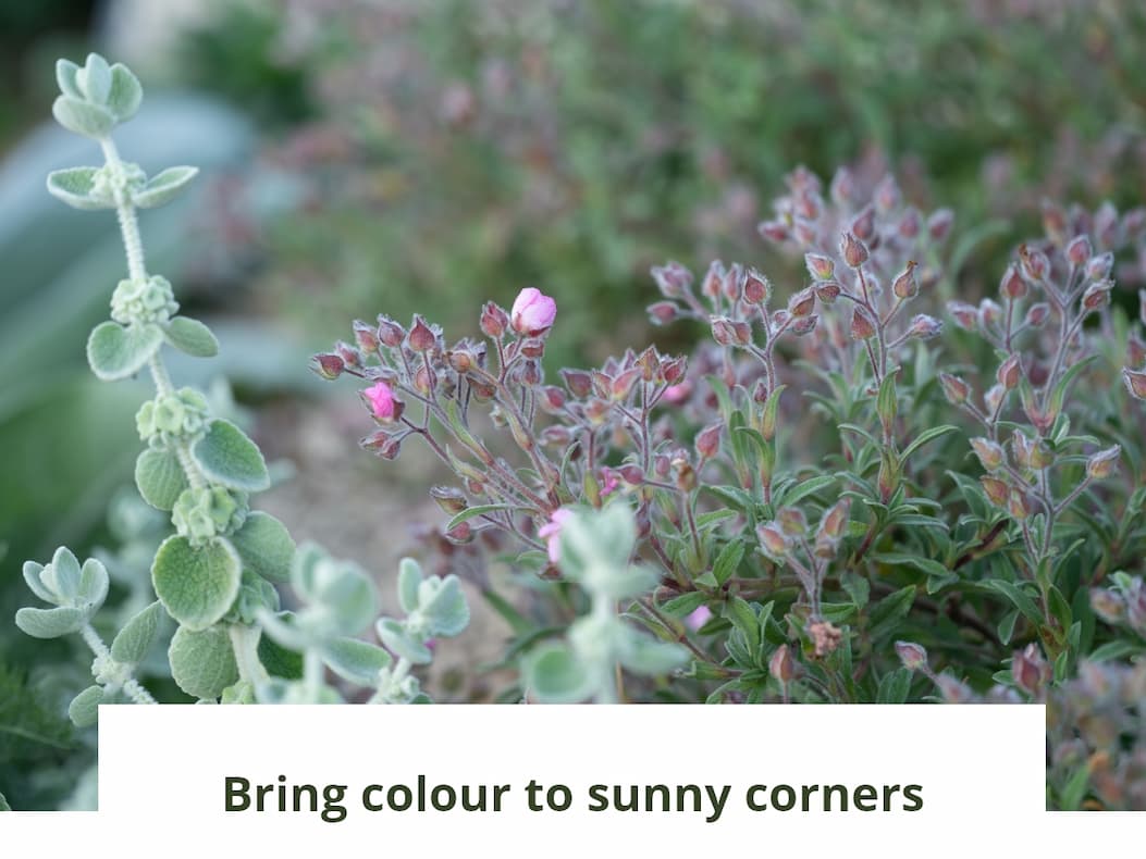 Bring colour to sunny corners