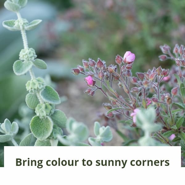 Bring colour to sunny corners