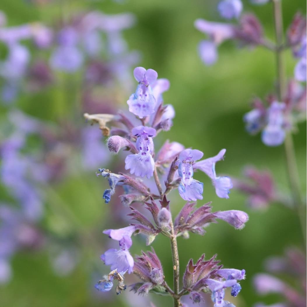 Nepeta × faassenii