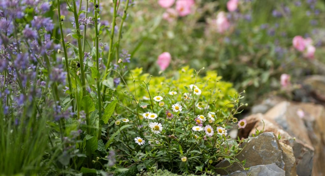 Silver & pink planting 
