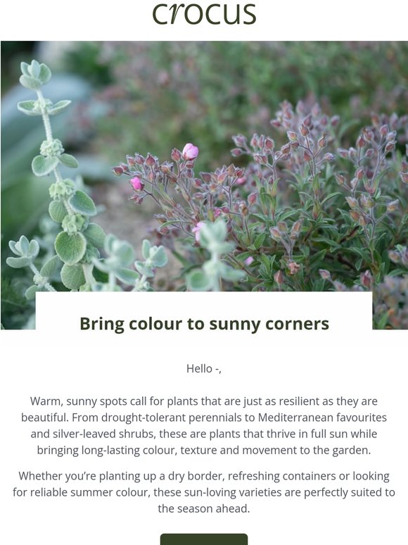 Plants that love the sun ☀️
