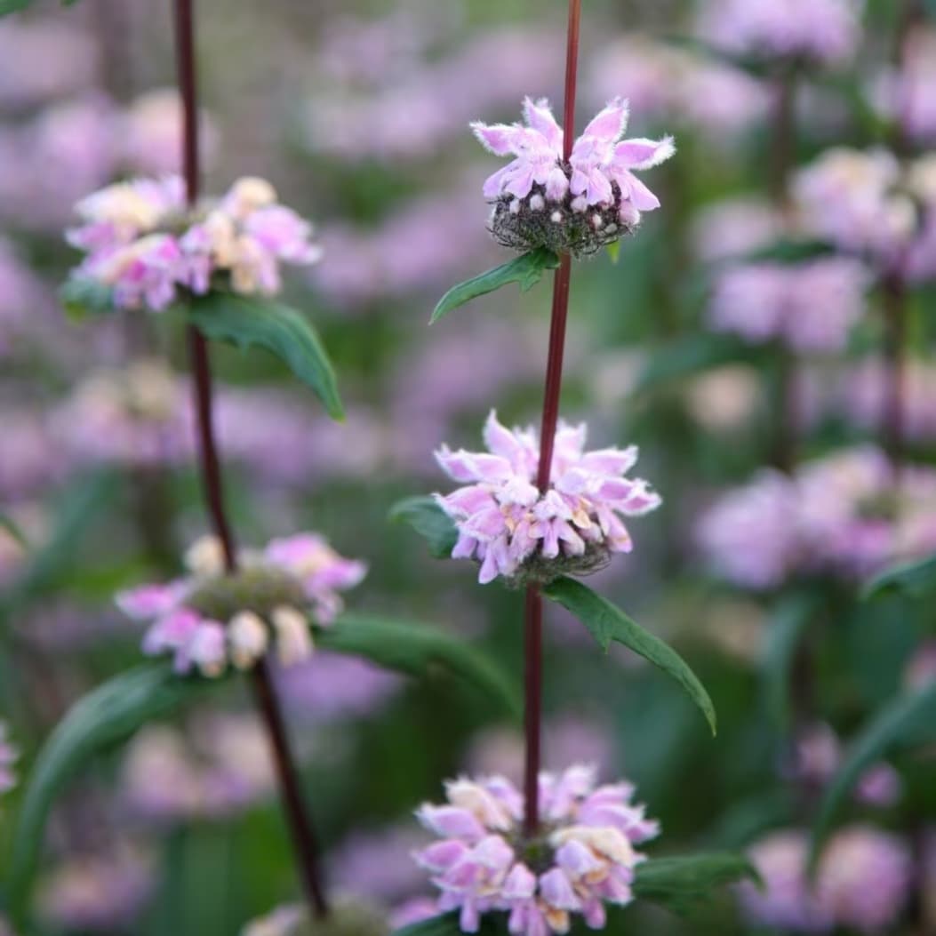 Phlomoides tuberosa 'Amazone'