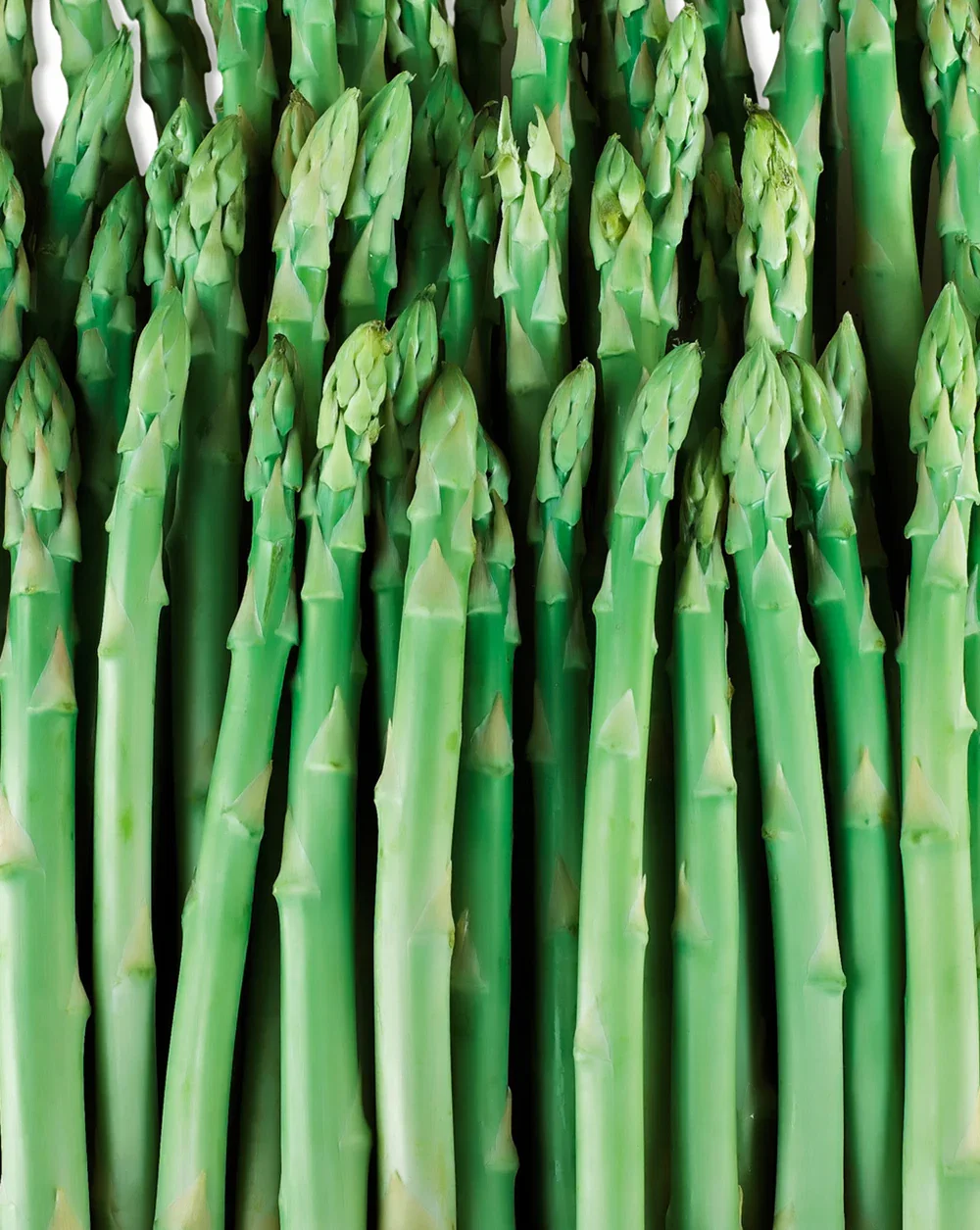 Image of Jersey Giant Asparagus Crowns - 10 root divisions