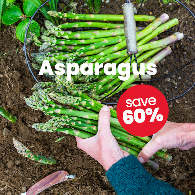 Asparagus: 60% Off